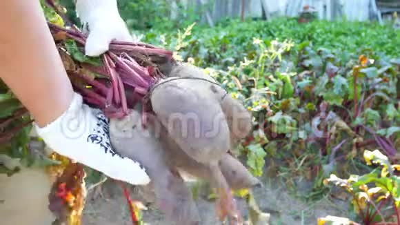农夫手里拿着一堆刚收获的红甜菜根视频的预览图