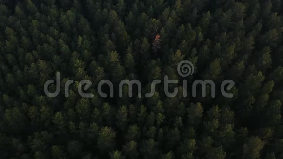 在森林中飞过一棵茂盛的绿松和云杉树顶视频的预览图