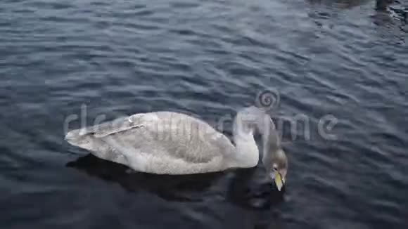 无忧无虑的小天鹅在湖塘游泳喝干净的水特写4k视频的预览图