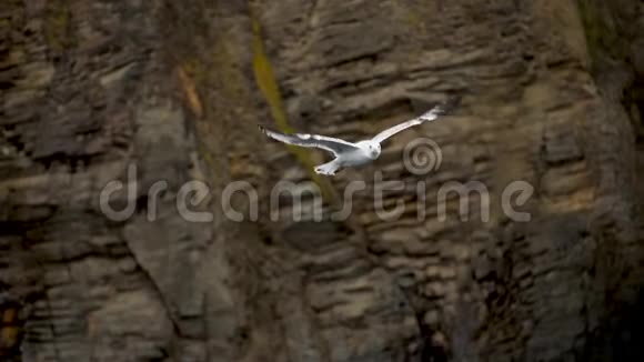 白色海鸥在海岸岩石的背景上飞翔底部视图视频的预览图