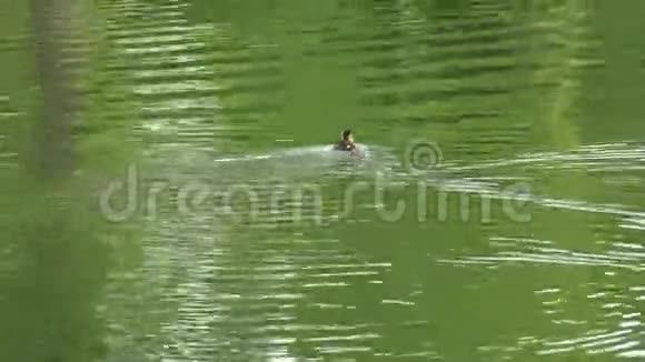 一只迷路的小鸭子正在寻找他的父母在湖上游泳视频的预览图