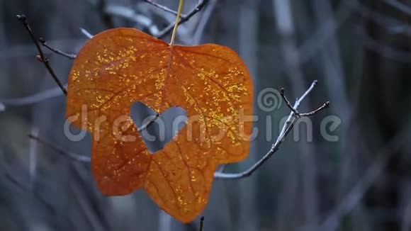 秋叶风树背景高清镜头视频的预览图