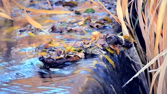 旧木棍落叶黄叶瀑流水视频的预览图