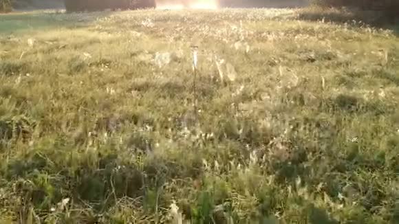 日出的时候雾蒙蒙的草地上结着露水的蜘蛛网视频的预览图