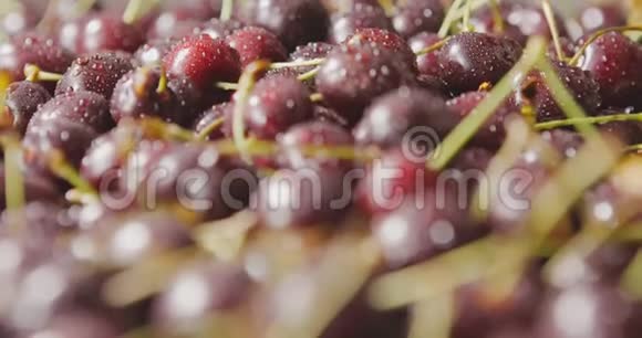 一个湿红色成熟多汁的樱桃的特写浆果上有水滴樱桃背景慢动作视频的预览图