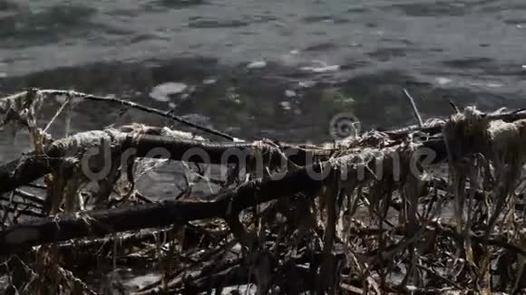 漂流的木材和海藻散落在砾石滩上视频的预览图