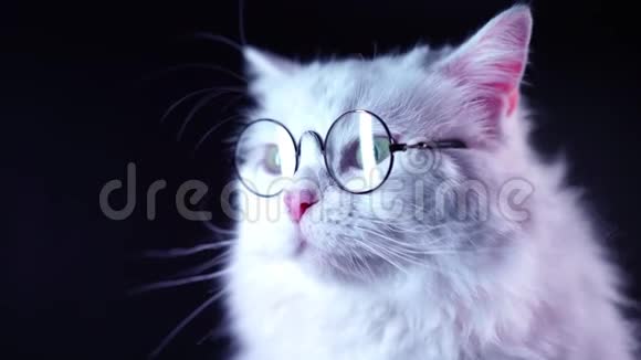 高地直毛绒猫的肖像长发和圆形眼镜视频的预览图