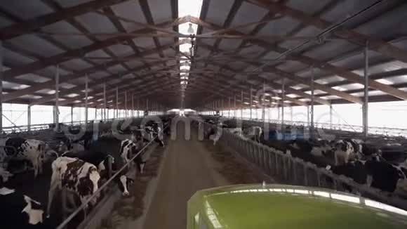 有牛的谷仓里的卡车录像卡车在牧场之间的道路上行驶农场的谷仓里有奶牛农业和动物视频的预览图