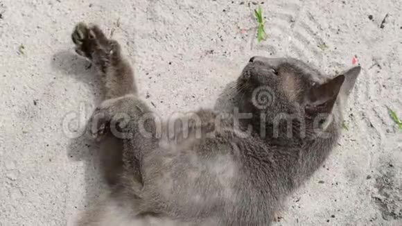 绿眼俄罗斯猫躺在沙滩上视频的预览图