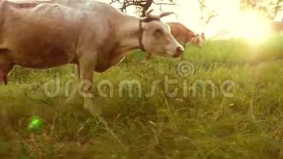 在明亮的夕阳下牛在牧场上吃草牛在农场吃草养殖牛视频的预览图
