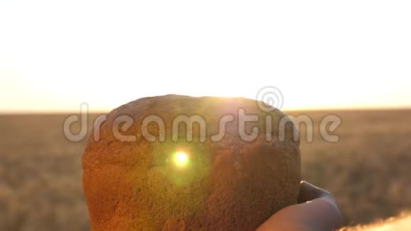 在阳光下女人手中的面包在麦田上手心上美味的面包新鲜黑麦面包视频的预览图
