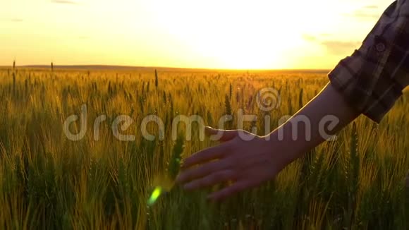 一个年轻女人的手触摸着夕阳西下的麦子女孩的行动她的手捂着麦穗视频的预览图