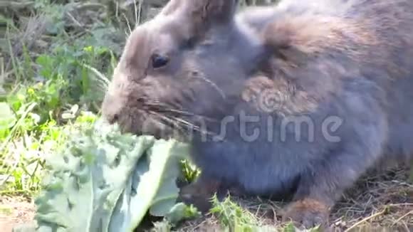 可爱的成熟灰兔咬着亮绿色的羽衣甘蓝视频的预览图