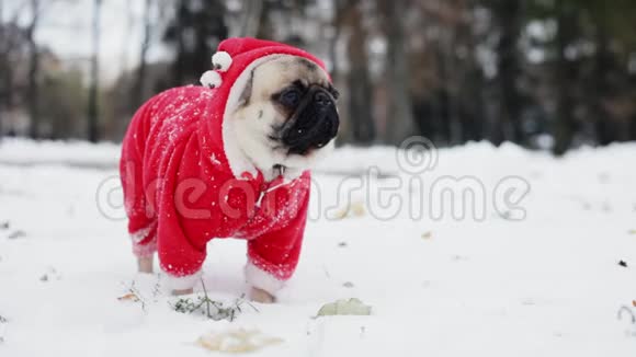 穿着圣诞老人套装的可爱的小狗站在冬天公园的雪地里圣诞快乐新年快乐视频的预览图