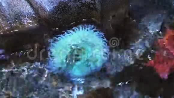 在一个巨大的绿色海葵的潮汐池里视频的预览图