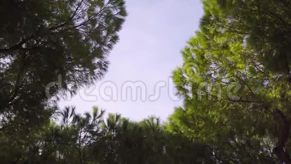 意大利冬天刮风的时候树木和蓝天视频的预览图