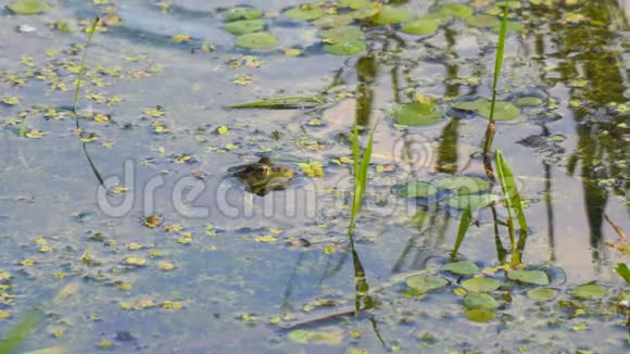 绿色的青蛙一动不动地坐在水里视频的预览图