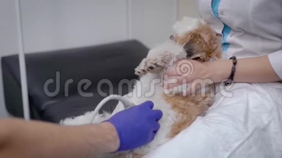 一只可爱的狗在诊所接受兽医检查的特写镜头视频的预览图