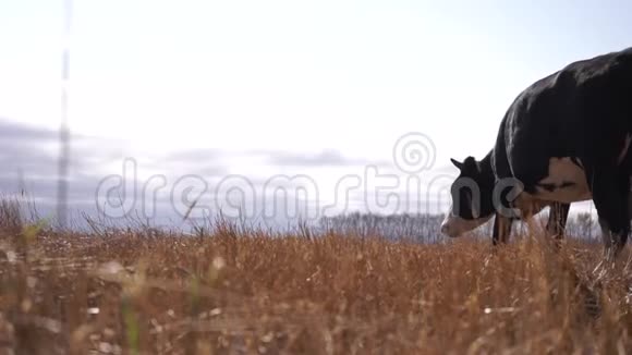 在秋天的草地上放牧的黑白牛视频的预览图
