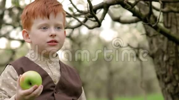 红发乡村男孩慢吞吞地在花园里吃一个新鲜苹果视频的预览图