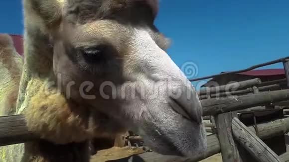 一头骆驼紧咬一头骆驼在咀嚼一头美丽干净的骆驼视频的预览图