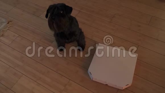 狗正坐在地板上的披萨盒附近视频的预览图