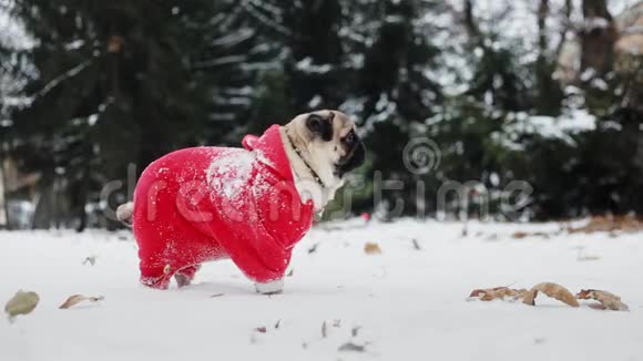 穿着圣诞老人套装的滑稽小狗站在冬天公园的雪地里圣诞节或新年视频的预览图