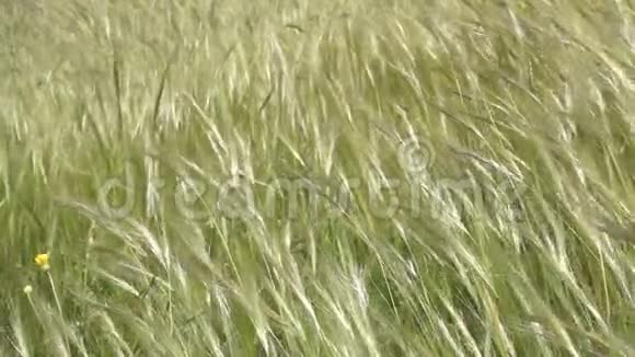 微风中摇曳的草花视频的预览图