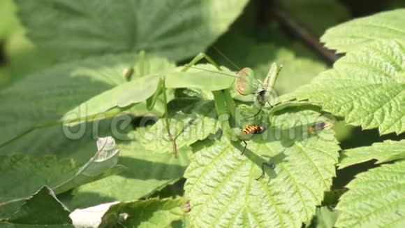 在植物上祈祷螳螂视频的预览图
