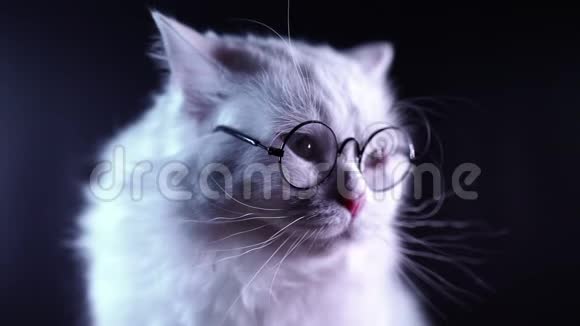 高地直毛绒猫的肖像长发和圆形眼镜视频的预览图