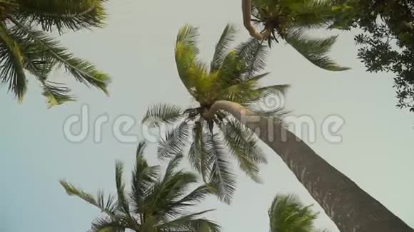 棕榈树迎风招展蓝天视频的预览图