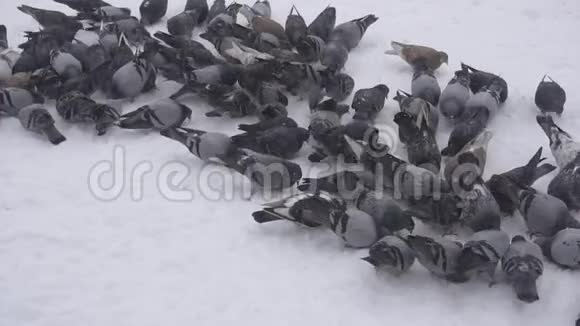 一群鸽子在寒冷的冬天寻找食物雪慢户外视频的预览图