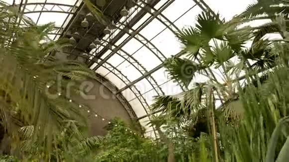 室内温室驾驶室两侧有棕榈树视频的预览图