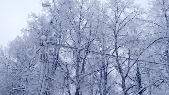 冬天雪树背景上的路灯和电源线视频的预览图