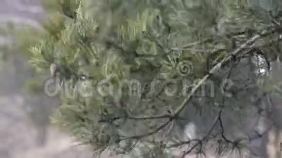树枝松带锥和绿针移动发展从阵风在林区飓风风暴视频的预览图