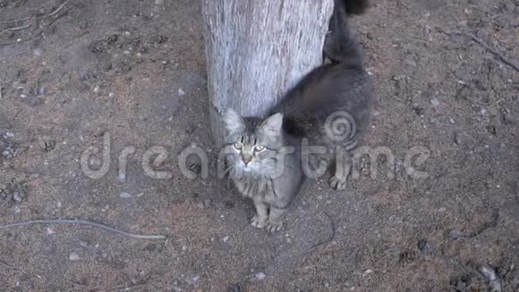 无家可归的灰猫在公园的一棵树旁散步视频的预览图