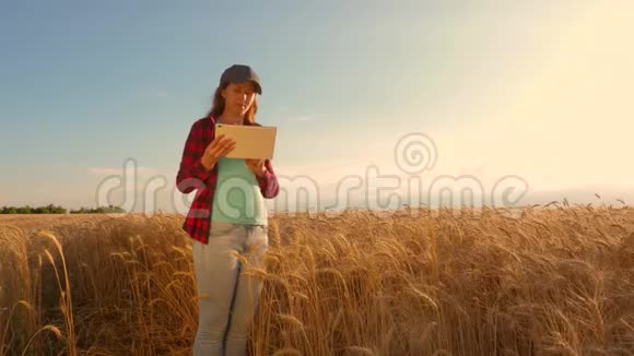 有平板电脑的女商人在田间研究小麦作物农民妇女在麦田里用平板电脑工作计划一个视频的预览图