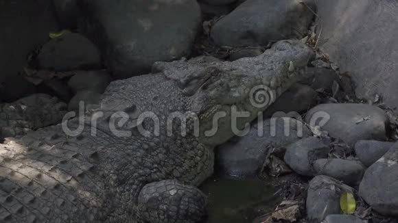 靠近树上一只鳄鱼的头躺在阴影里视频的预览图