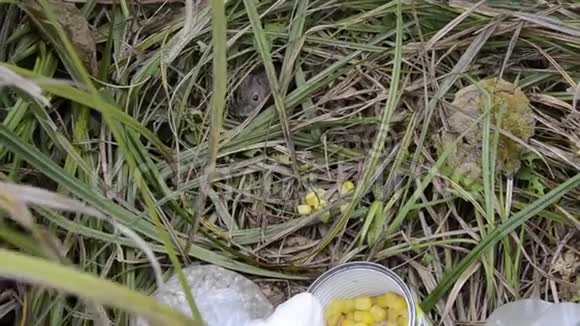 野地老鼠从水貂里爬出来从渔夫那里偷玉米视频的预览图