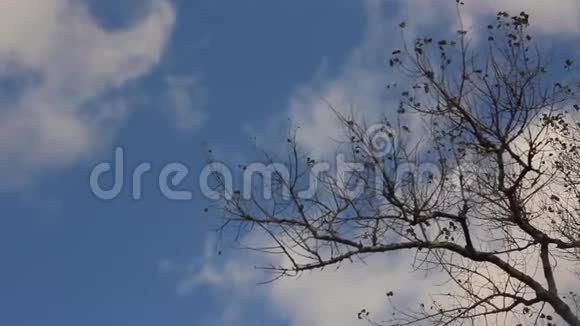 最后一片叶子在白杨树枝上视频的预览图