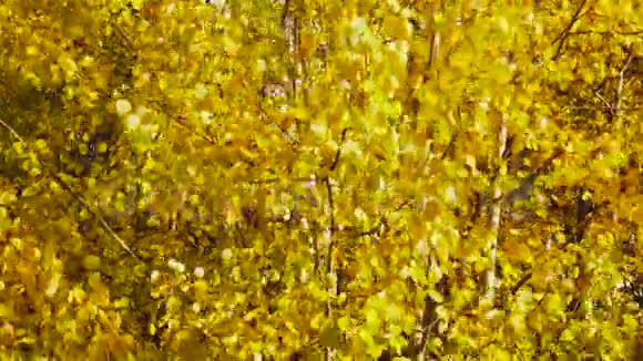 阳光明媚的一天树上的秋叶随风摇曳视频的预览图