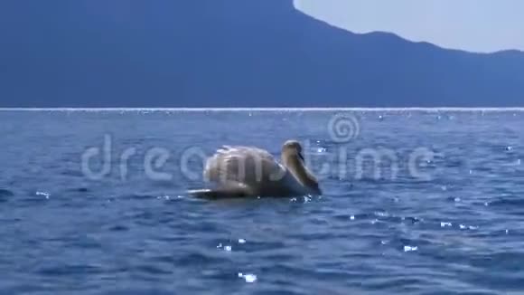 在瑞士阿尔卑斯山的背景下巨大的白天鹅游在一个清澈的山湖里视频的预览图