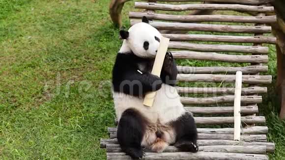 大熊猫吃竹茎视频的预览图
