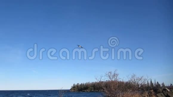 苏必利尔湖上空的海鸥视频的预览图