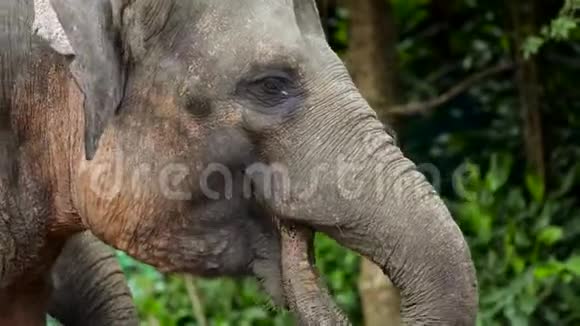 大象在动物园里享受胡萝卜视频的预览图