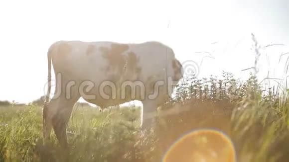 牛在新鲜的牧场放牧视频的预览图