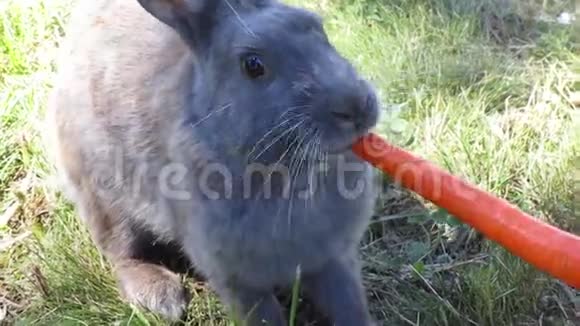 可爱的成熟的灰兔嚼着明亮的胡萝卜紧紧地视频的预览图