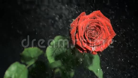一朵红花被浇得非常慢视频的预览图
