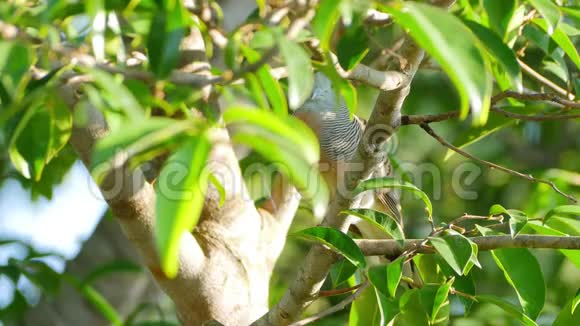 斑马鸽在树枝上啼叫栖息视频的预览图