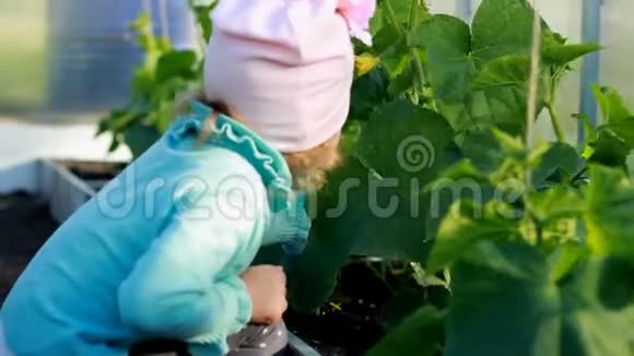 小女孩在温室里展示黄瓜蔬菜种植者的第一种作物视频的预览图